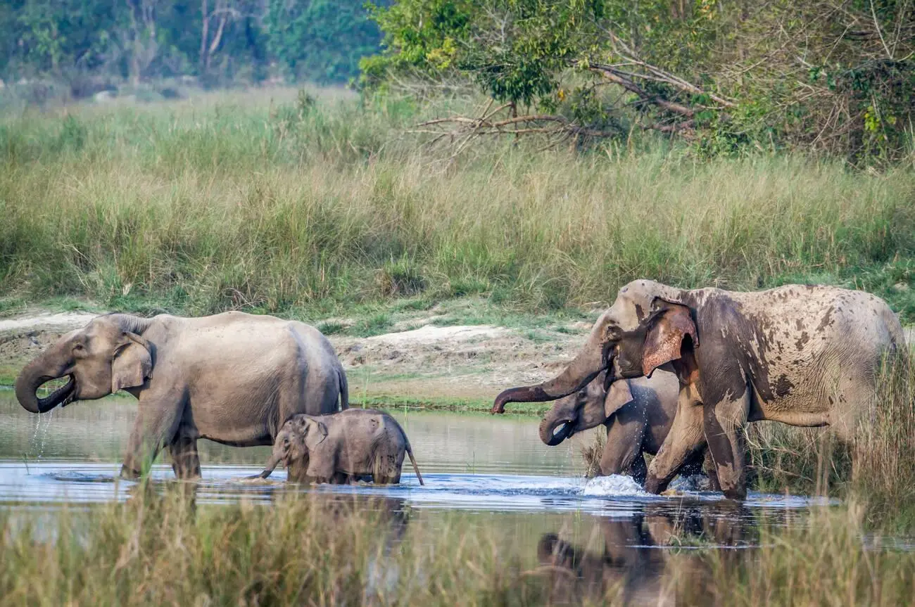 elephant in Bardia national park, Nepal