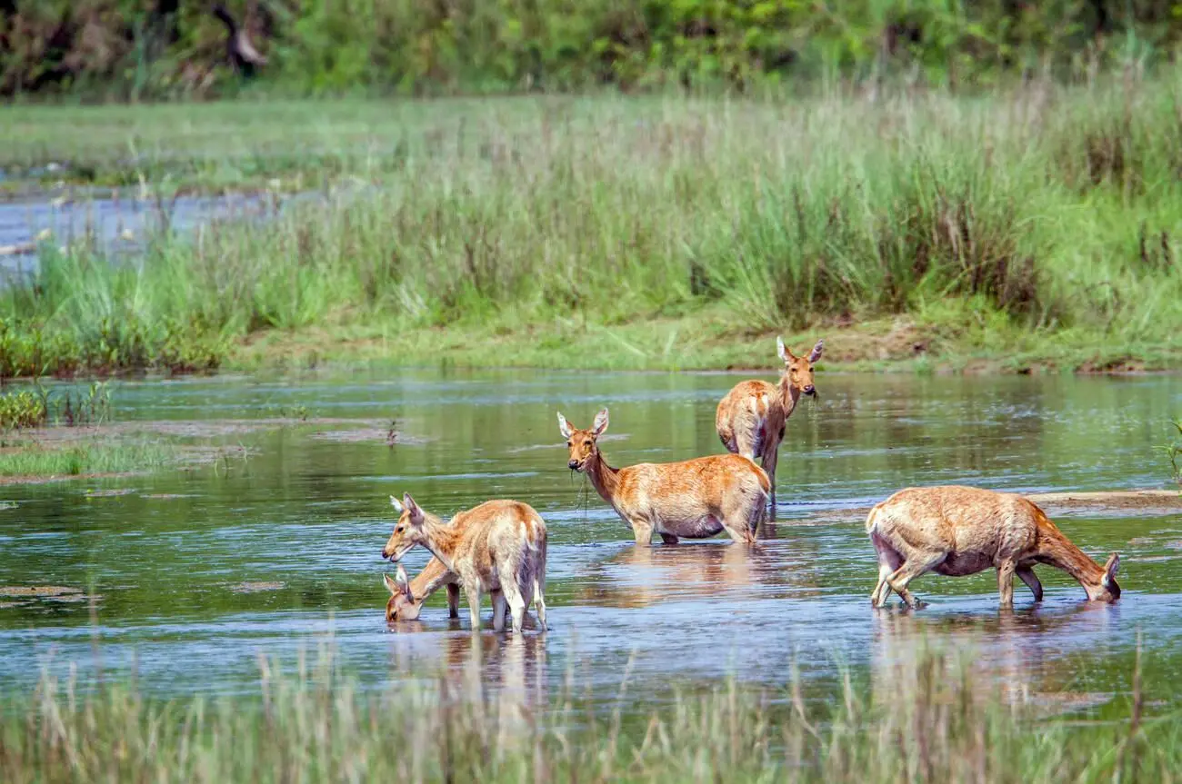 Bardia National Park Jungle Safari Tour